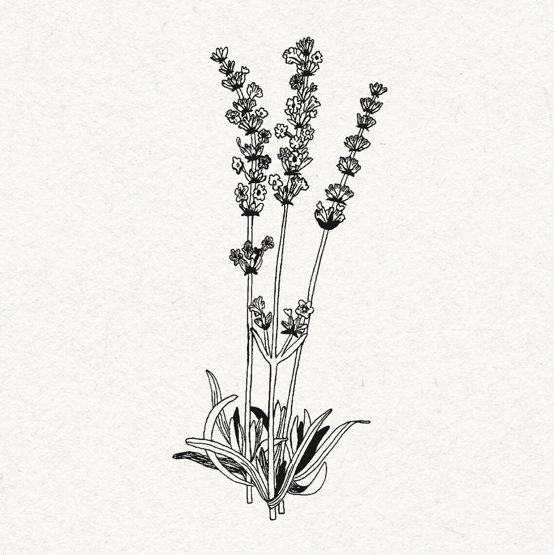 B&W drawing of a lavender bough