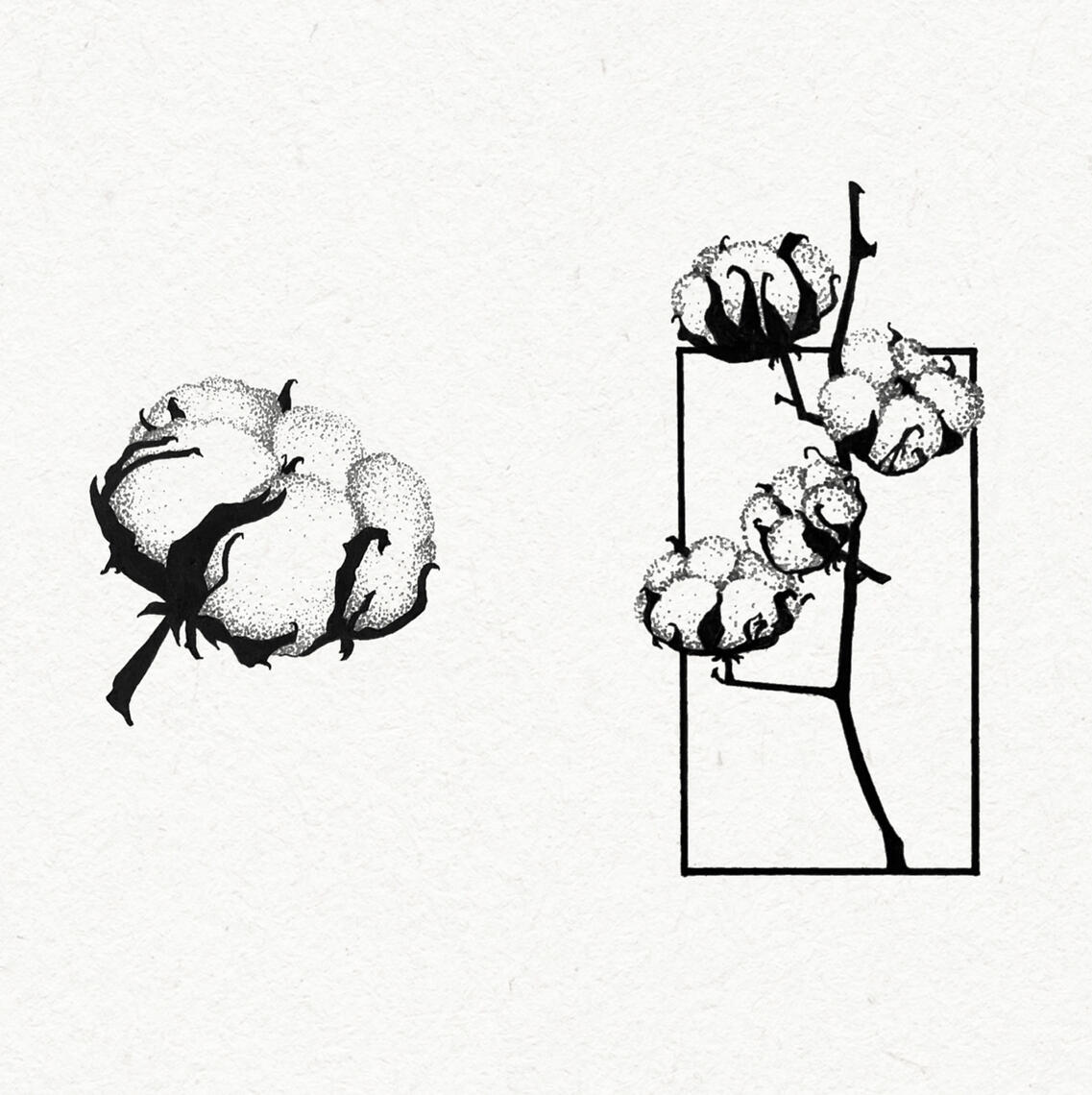B&W drawing of cotton flowers with dot details