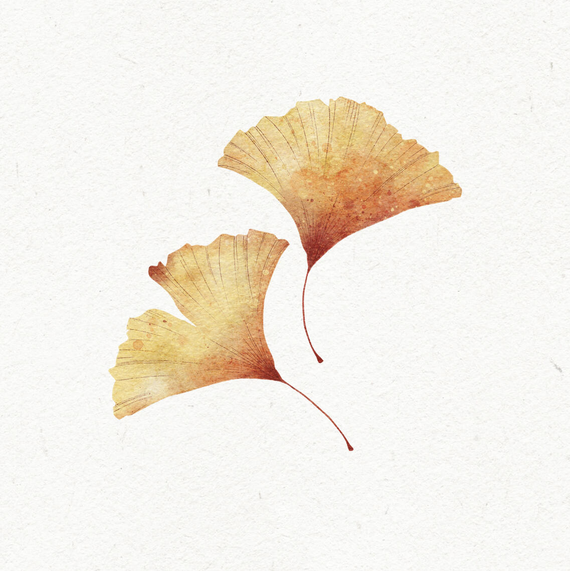 Orange-Yellow Waercolor drawing of two ginkgo leaves