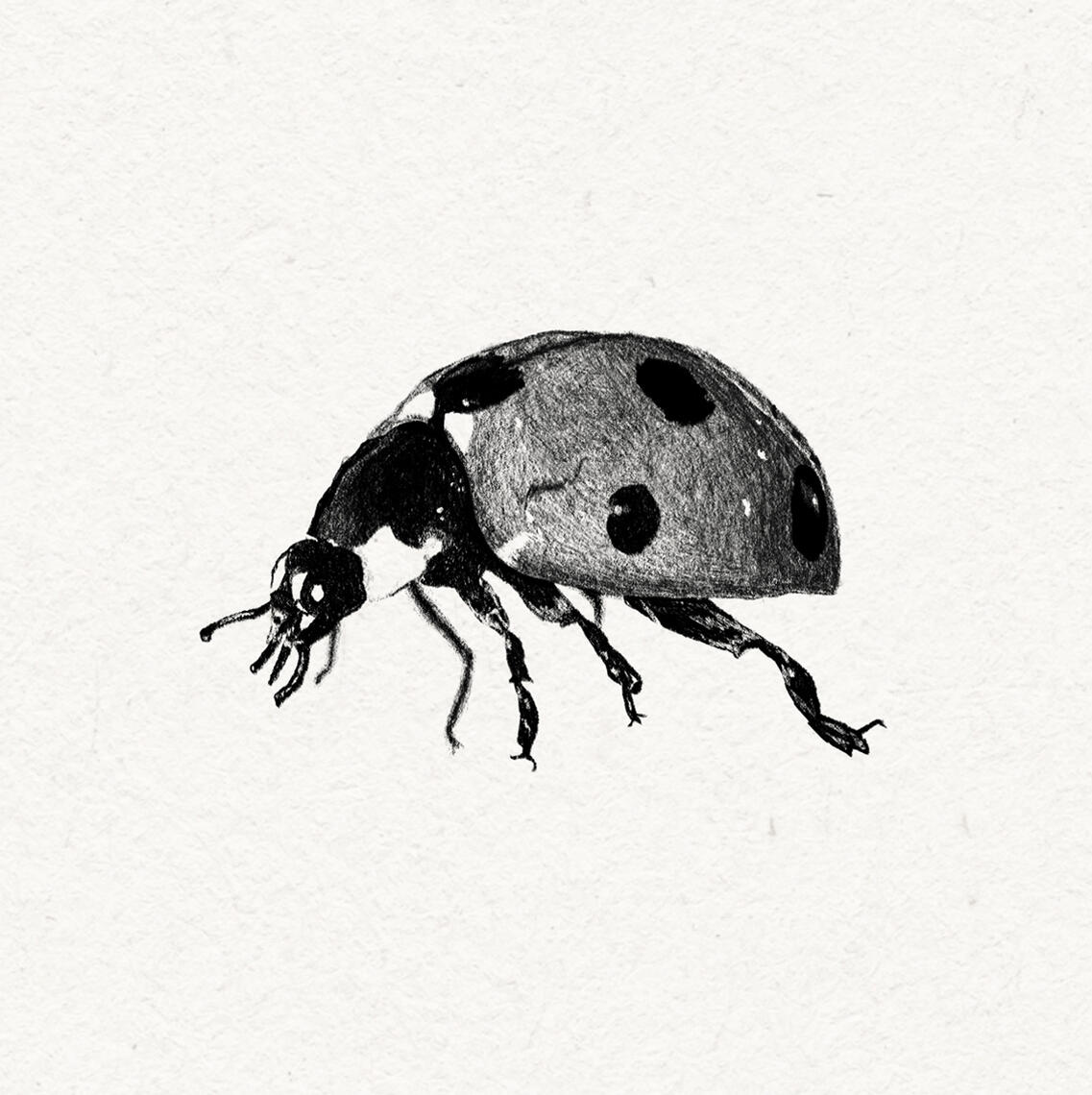 Ballpen drawing of a ladybug
