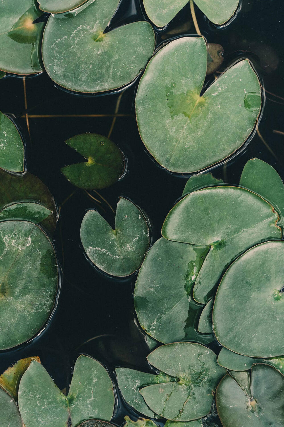 Top view of water lilies leaves