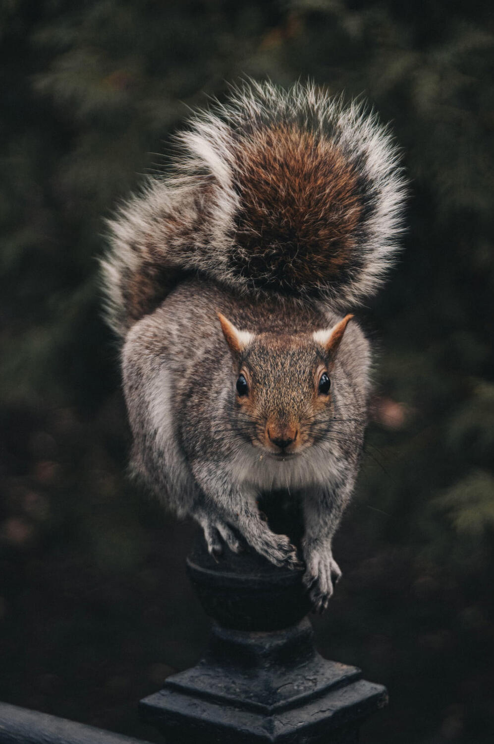 Squirrel facing camera